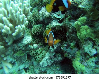 Clown Fish On A Coral Head On The Great Barrier Reef, Australia