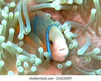 Clown Fish, Scuba Diving Tahiti