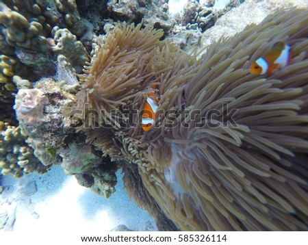 Clown fish in the sea. Stok fotoğraf © 