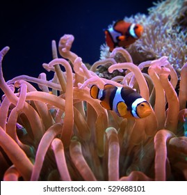 Clown Fish In Seattle Aquarium.