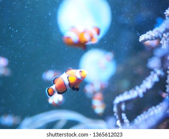 Clown Fish Swimming