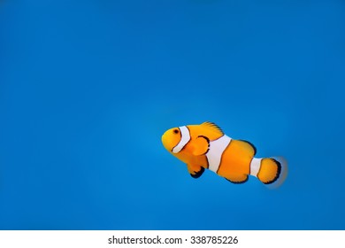 Clown Fish Swimming 