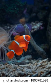 Clown Fish Swimming Among The Corals