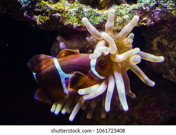 Clown Fish Swimming In Anenome Close Up 