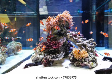 Clown fish swimming in aquarium