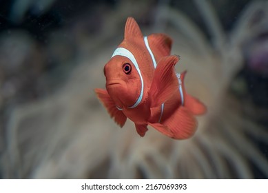 Clown Fish Swimming At Coral Reef