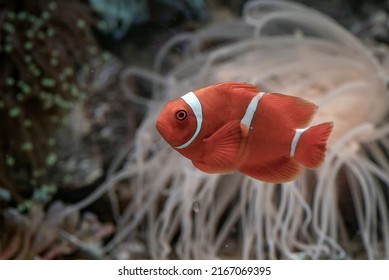 Clown Fish Swimming At Coral Reef