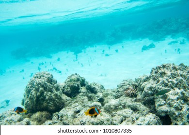 Clown fish and wrasse swimming in the stunning coral reef in the Pacific Ocean off the coast of Yejele Beach in Tadine, Mare, New Caledonia