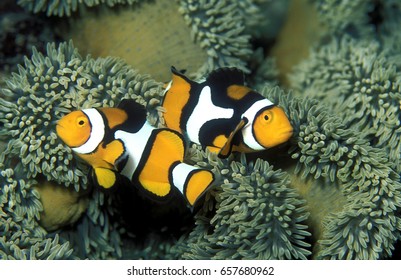 Clown Fishes, Amphiprion Percula, Trobriand Islands, Papua New Guinea.