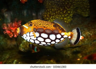 Clown Triggerfish