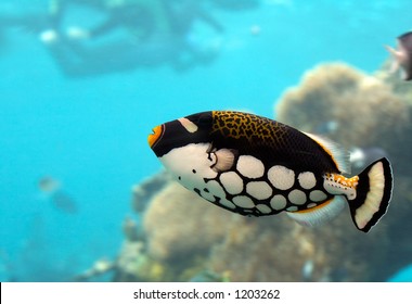 Clown Triggerfish