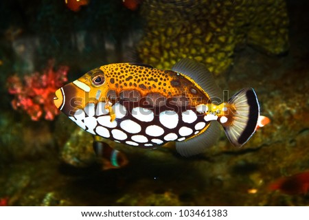 clown triggerfish