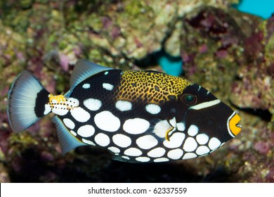 Clown Triggerfish In Aquarium