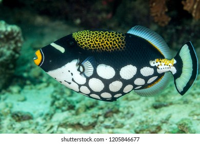 Clown Triggerfish, Balistoides Conspicillum