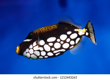 Clown Triggerfish (Balistoides Conspicillum)