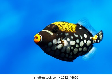 Clown Triggerfish (Balistoides Conspicillum)