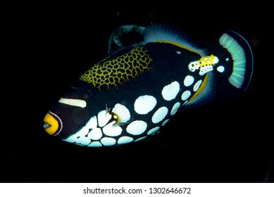 Clown Triggerfish Balistoides Conspicillum