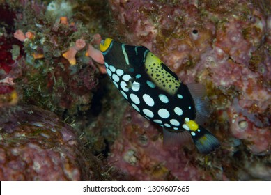 Clown Triggerfish (Balistoides Conspicillum)