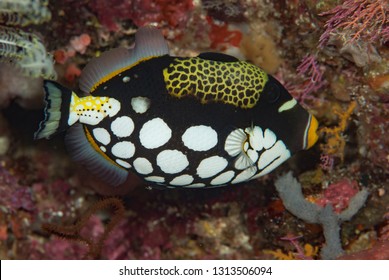 Clown Triggerfish (Balistoides Conspicillum)