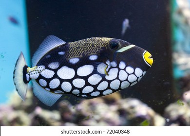 Clown Triggerfish, Balistoides Conspicillum