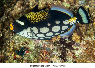 Clown Triggerfish, Balistoides Conspicillum