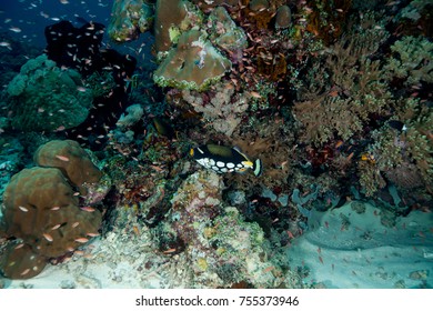 Clown Triggerfish, Balistoides Conspicillum