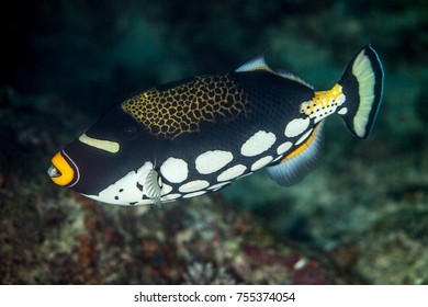 Clown Triggerfish, Balistoides Conspicillum