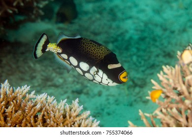 Clown Triggerfish, Balistoides Conspicillum