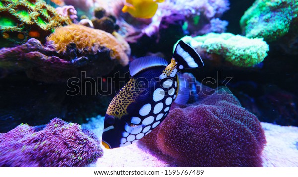 Clown triggerfish\
is marine fish live in the coral reef under the sea. Swimming In\
Aquarium. selective focus