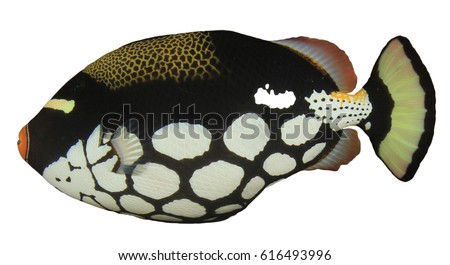 Clown Triggerfish reef fish isolated on white background