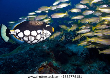 A Clown Triggerfish swims through a school of Yellow Striped Snappers at Koh Tachai island in the Similans located on the west coast of Thailand.