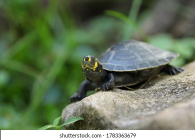 clown yellow bellied slider