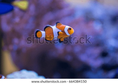 Clownfish