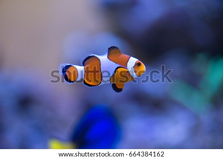 Clownfish
