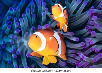 Clownfish, Amphiprion ocellaris, hiding in host sea anemone Heteractis magnifica, Komodo Island, Indonesia, 