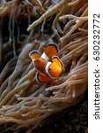 Clownfish (Amphiprion sp.) swimming underwater in aquarium