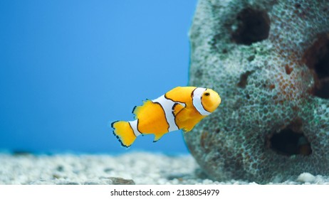 Clownfish (Amphiprioninae) Swimming In An Aquarium 