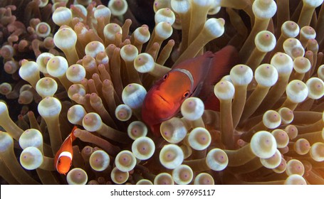 Clownfish In Anemone Great Barrier Reef Australia