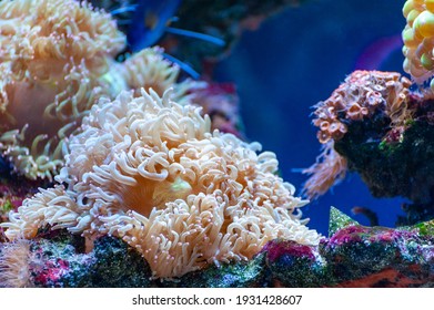 Clownfish and anemone on a tropical coral reef 