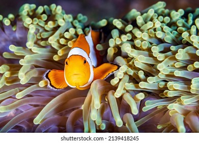 Clownfish or anemonefish are fishes from the subfamily Amphiprioninae in the family Pomacentridae. Liveaboard scuba diving the Similan Islands in Southern Thailand.
