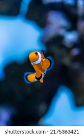 Clownfish Or Anemonefish  From The Pomacentridae Family Swimming Over A Coral Reef