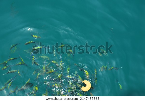 Clownfish or anemonefish and saltwater marine\
fish eating food from thai people and foreign travelers travel\
visit feeding fishes in sea ocean at Koh Chang island in gulf of\
thailand at Trat,\
Thailand