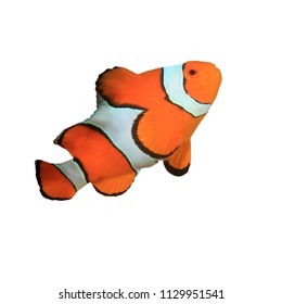 Clownfish - Clown Anemonefish Fish Isolated On White Background 