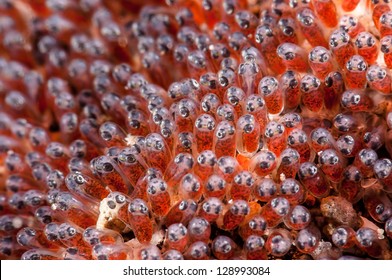 Clownfish Eggs