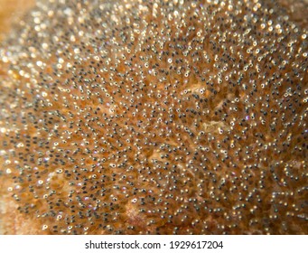 Clownfish Eggs Are Ready To Hatch