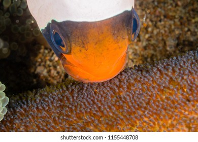 Clownfish And Fish Eggs