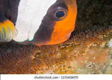 Clownfish And Fish Eggs