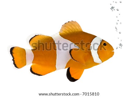 Clownfish in front of a white background