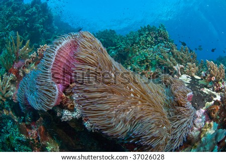 clownfish in a general reef scene, Raja Ampat, Indonesia