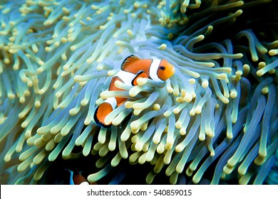 Clownfish at home in its anemone